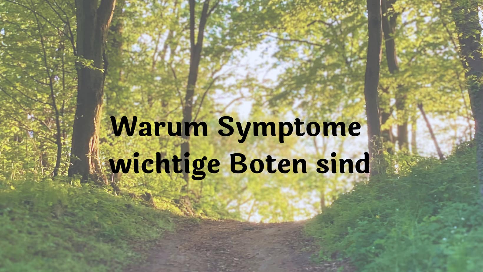 Sonne schimmert durch die Bäume auf einen Waldweg