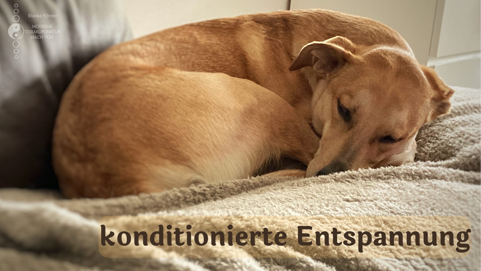 Das Ergebnis der konditionierten Entspannung. Hündin Gisella liegt eingerollt und träumend auf der Couch