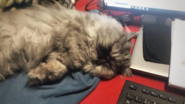 schlafende Perser-Katze beim Home Office
