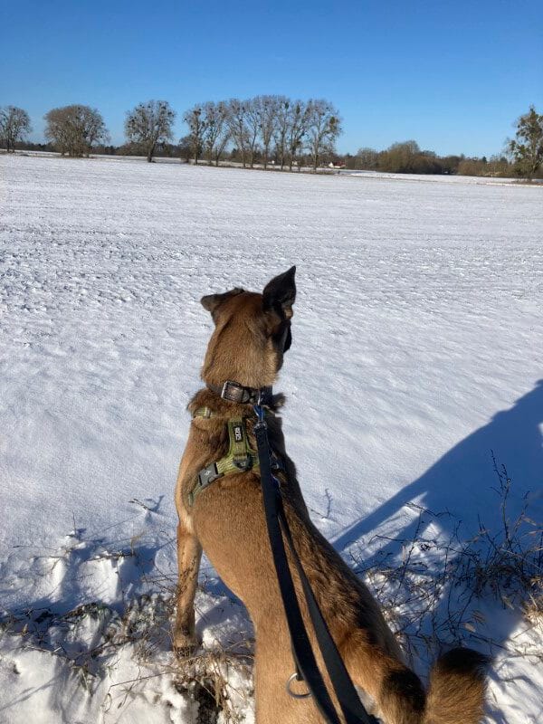 mein Hund Joshi guckt über das verschneite Feld, wobei ihm durch den Wind eines seiner Schlappohren nach oben steht