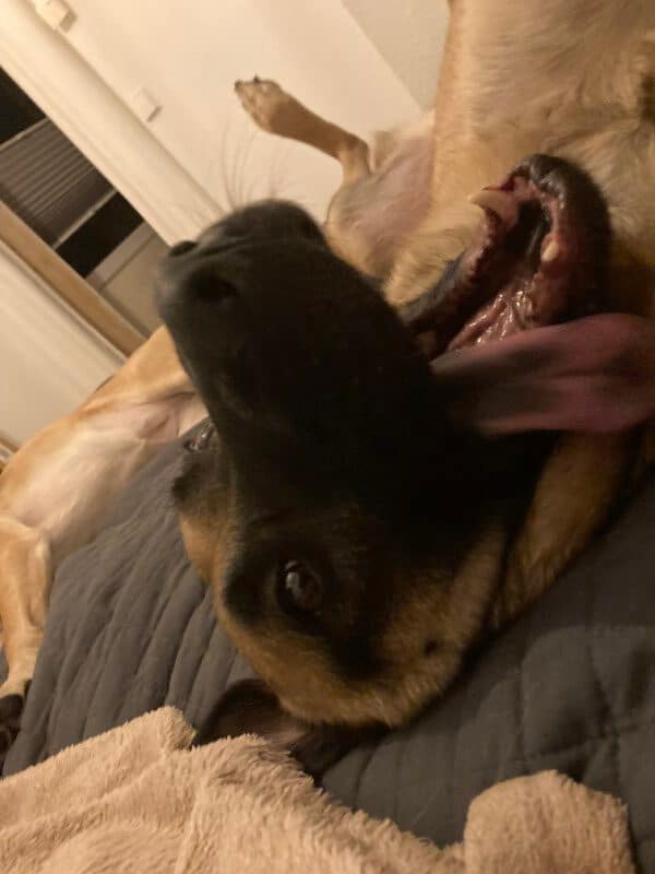 mein Hund Joshi liegt auf dem Rücken und streckt die Zunge heraus
