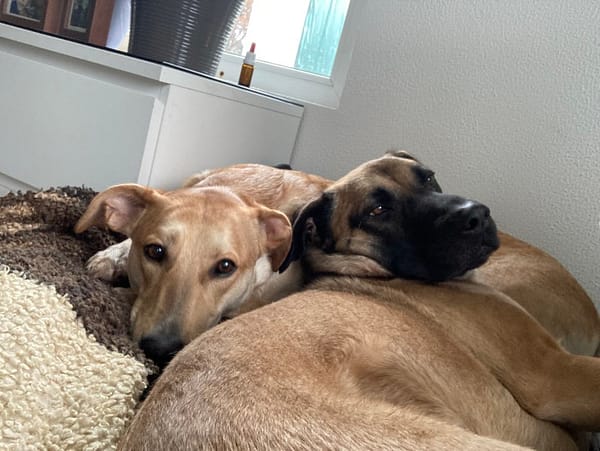 meine Hunde Joshi und Gisella liegen zusammen in einem Körbchen. Joshi hat einen Schlafzimmerblick und Gisella guckt neugierig