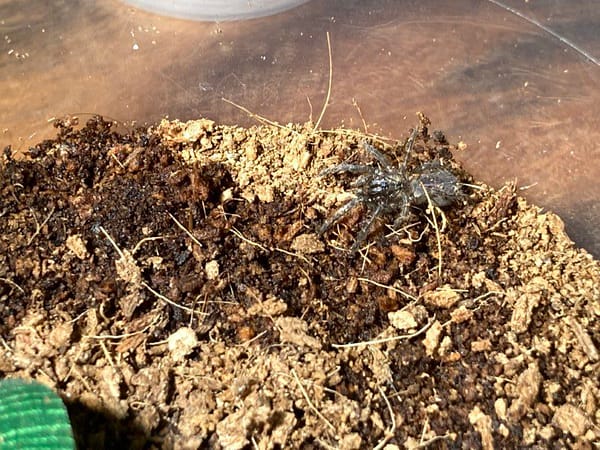 5 mm große Baby-Vogelspinne