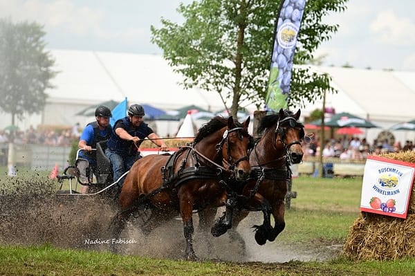 2-Spänner mit Kaltblütern beim Pacourfahren. In vollem Galopp ziehen sie den Wagen durch das Wasserhindenis
