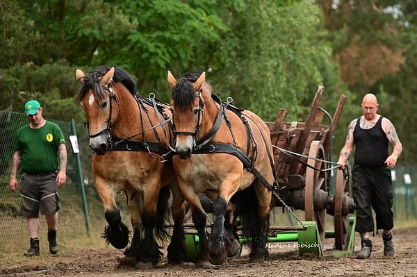 2 Kaltblüter bei der Zugleistungsprüfung